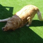 Dog laying on artificial grass